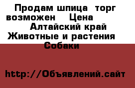 Продам шпица ,торг возможен  › Цена ­ 25 000 - Алтайский край Животные и растения » Собаки   